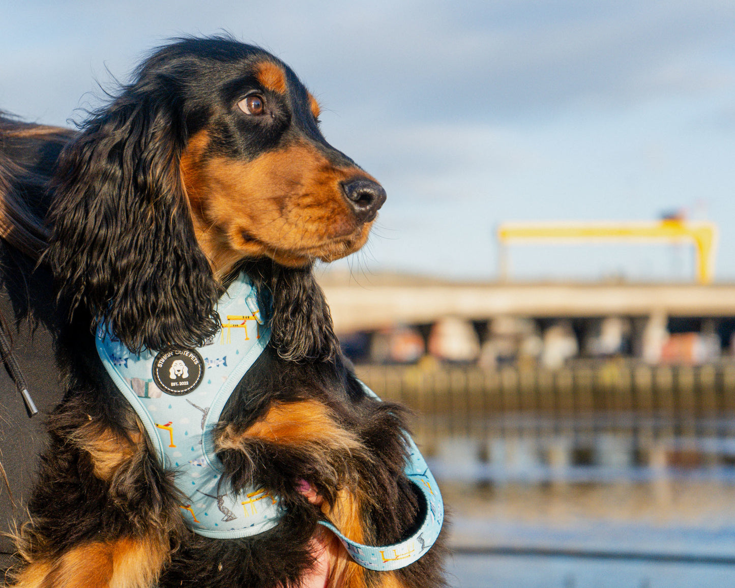 Belfast Eejit Harness (Adjustable) - Blue