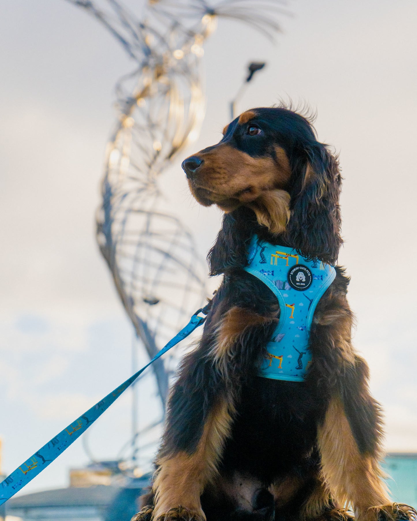 Belfast Eejit Harness (Adjustable) - Blue