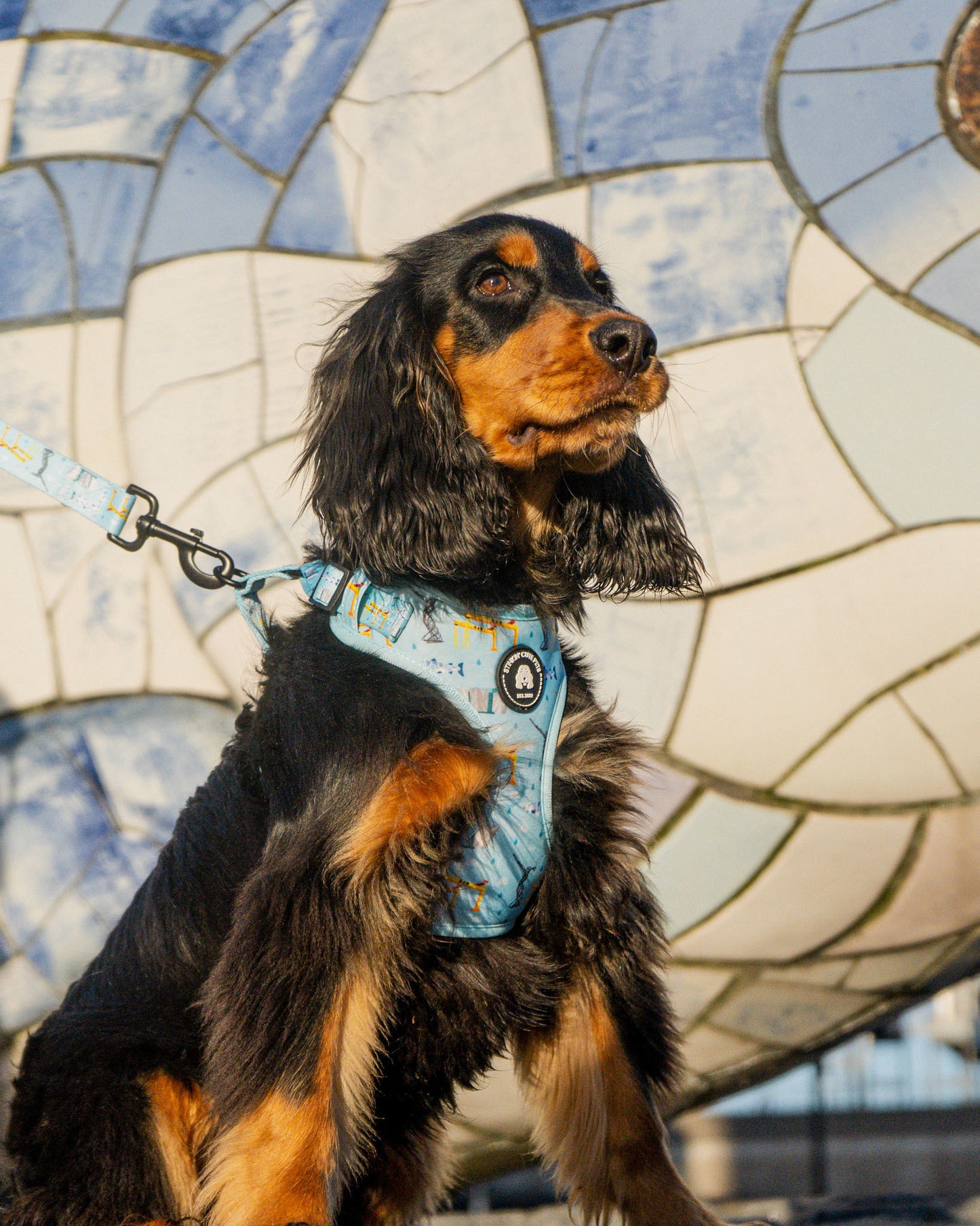 Belfast Eejit Harness (Adjustable) - Blue