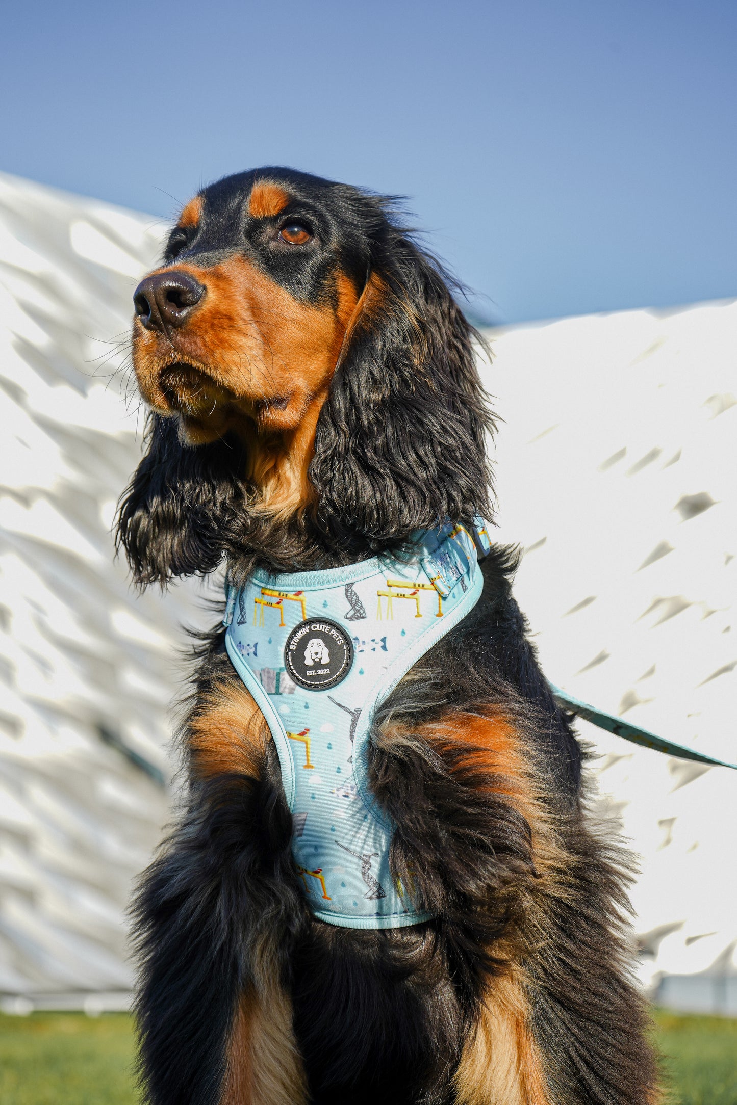 Belfast Eejit Harness (Adjustable) - Blue