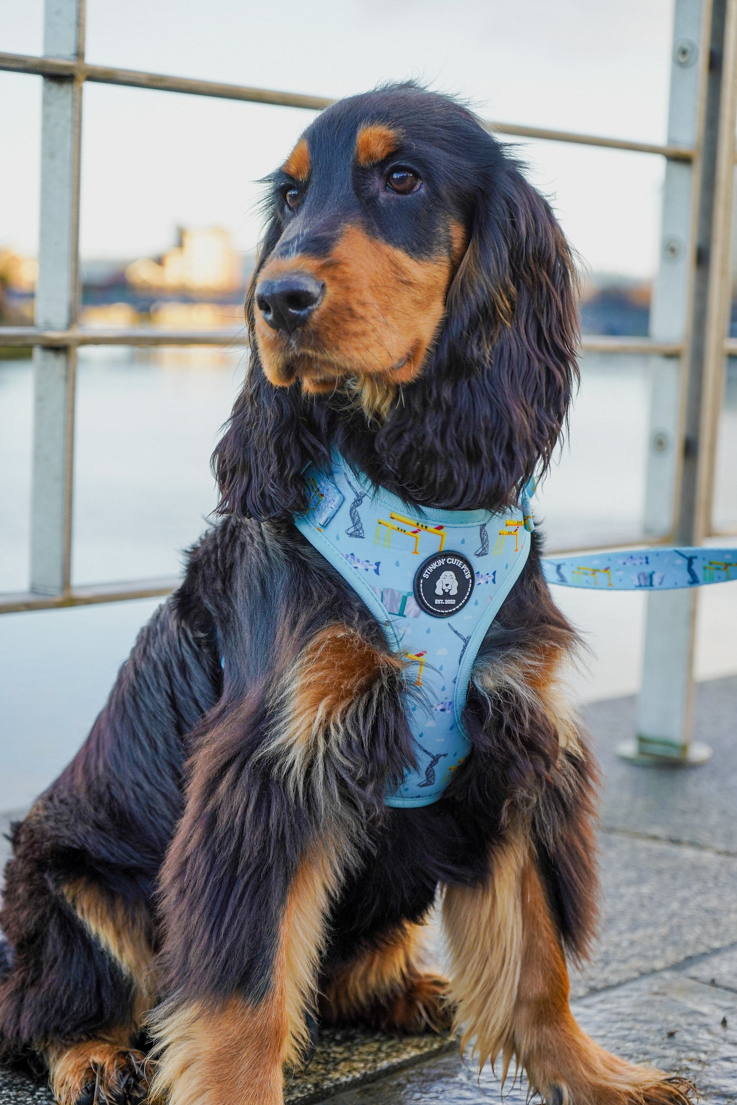 Belfast Eejit Harness (Adjustable) - Blue