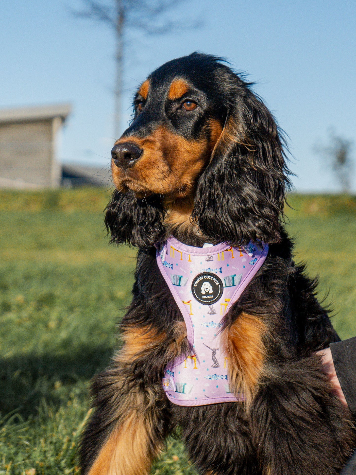 Belfast Eejit Harness (Adjustable) - Pink