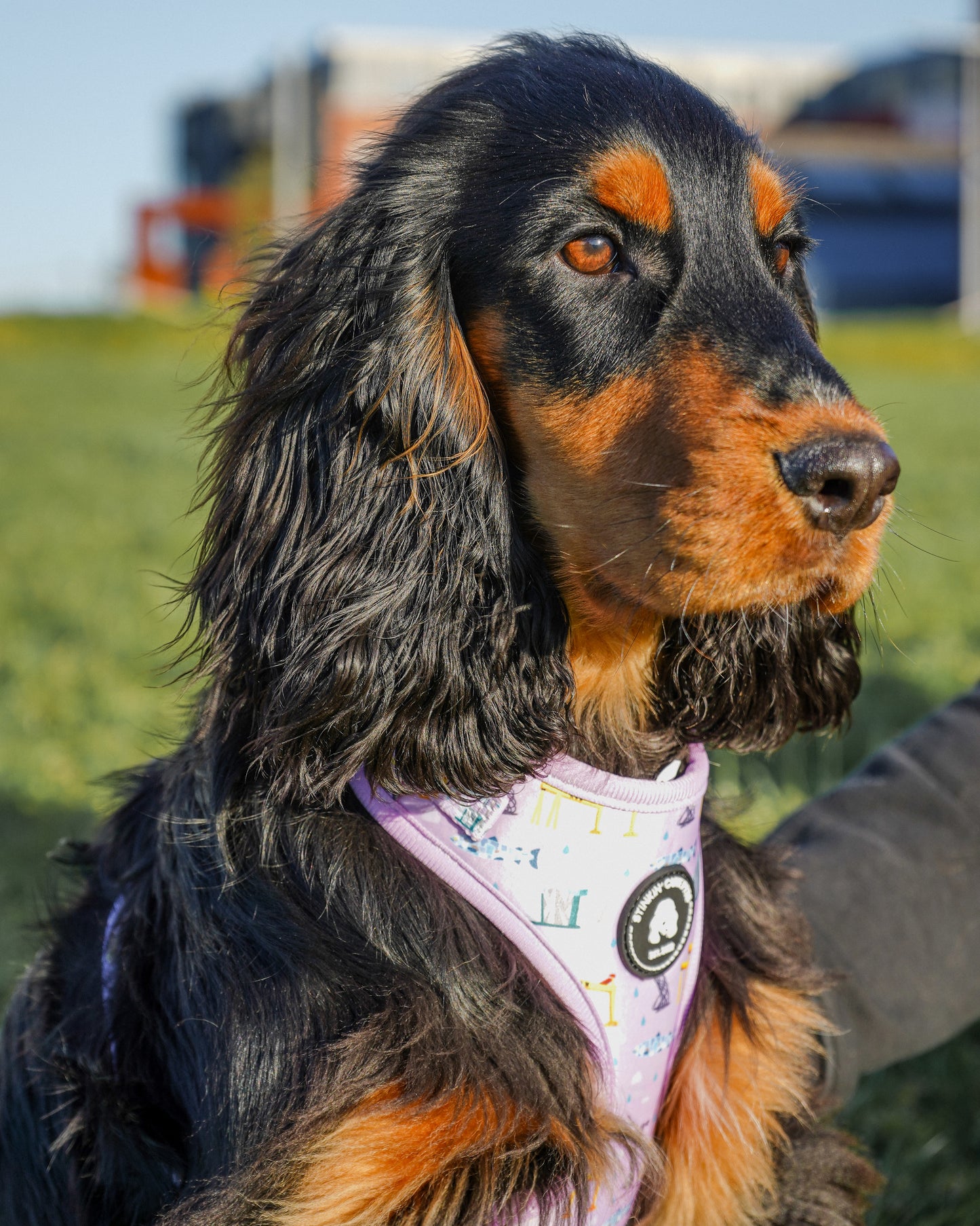 Belfast Eejit Harness (Adjustable) - Pink