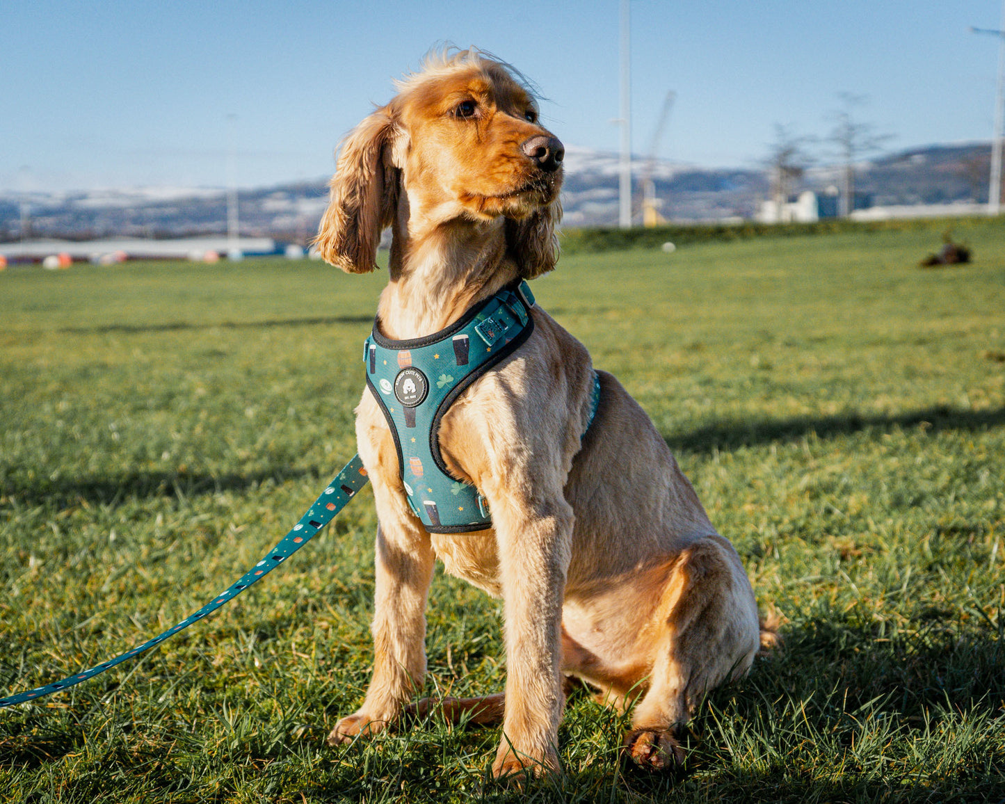 Ireland Eejit Harness (Adjustable)
